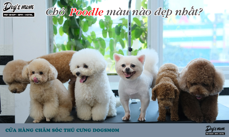 Chó Poodle màu nào đẹp nhất? 